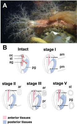 Gene-expression patterns during regeneration of the multi-organ complex after evisceration in the sea cucumber Eupentacta quinquesemita